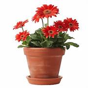 Madhubani Wall Frame